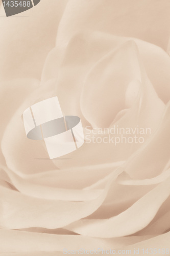 Image of white rose close up