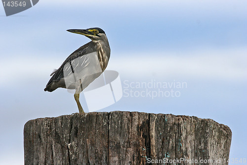 Image of Heron