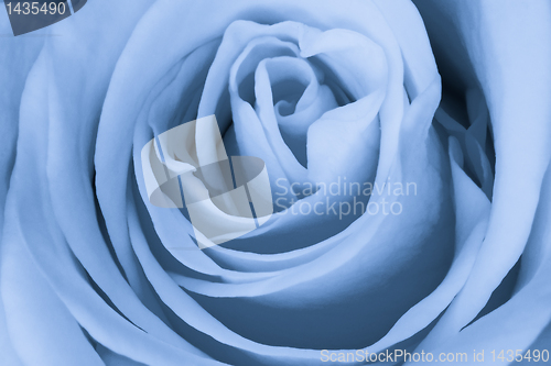 Image of blue rose close up