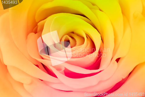 Image of multicolor rose