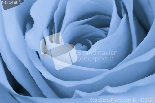Image of blue rose close up
