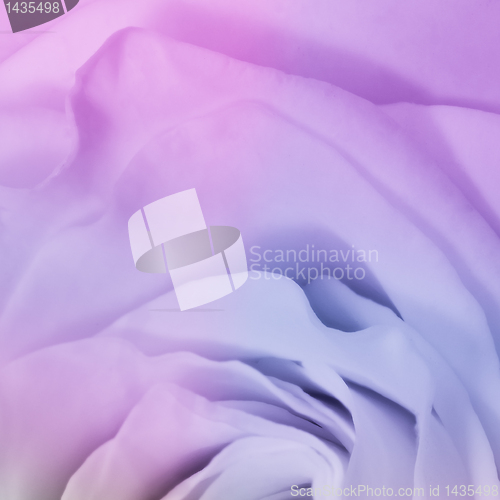 Image of multicolor rose