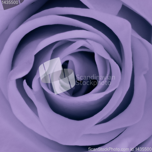 Image of violet rose close up