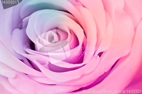 Image of multicolor rose
