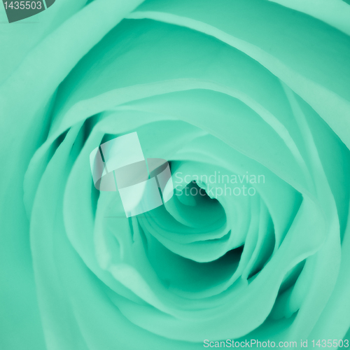 Image of green rose close up