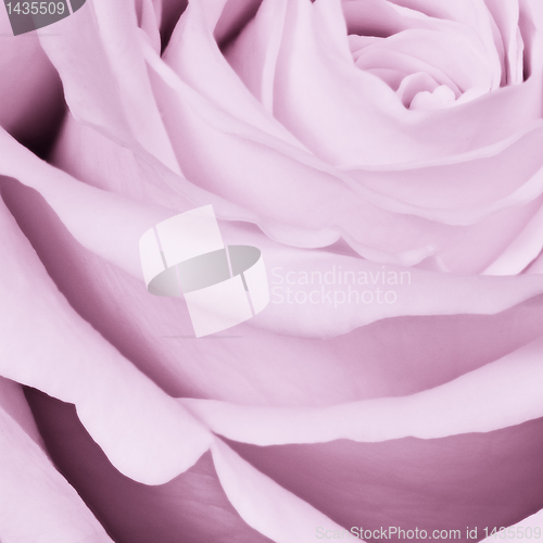 Image of violet rose close up