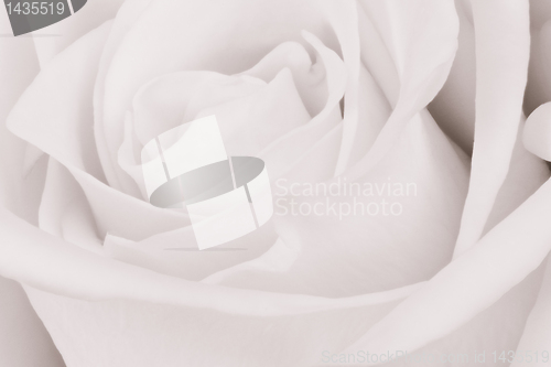 Image of white rose close up