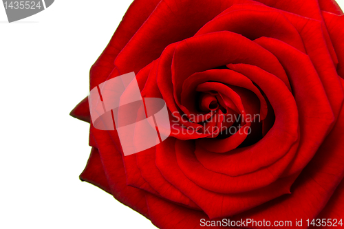 Image of red rose