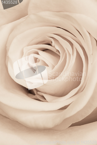 Image of white rose close up