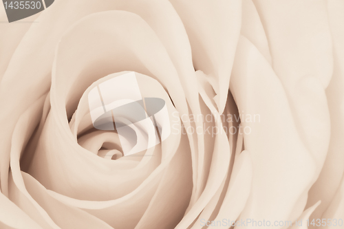 Image of white rose close up