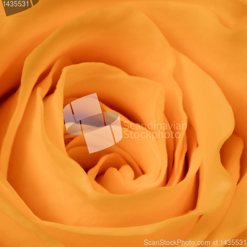 Image of orange rose close up