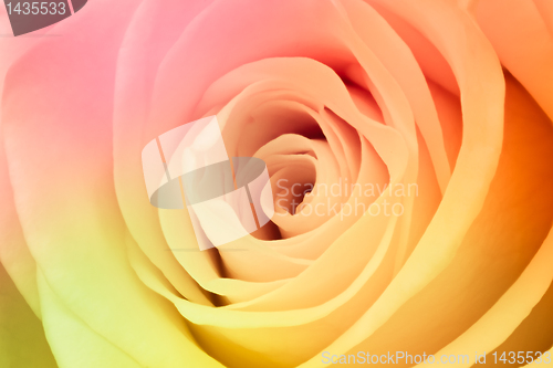Image of multicolor rose