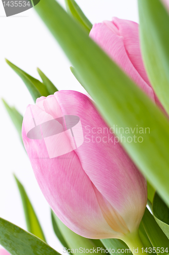 Image of pink tulips