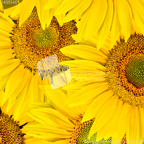 Image of sunflower background