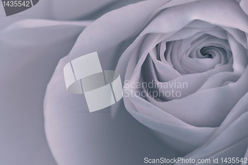 Image of rose macro
