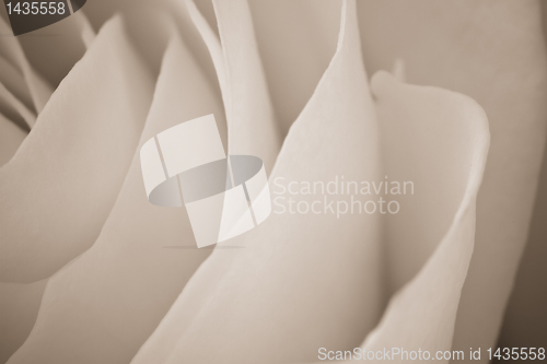 Image of white rose macro