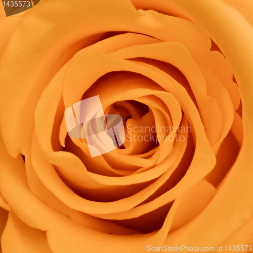 Image of orange rose close up