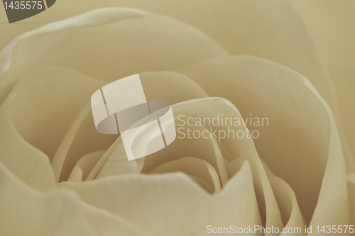 Image of white rose macro