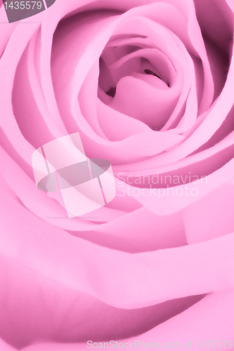 Image of pink rose close up