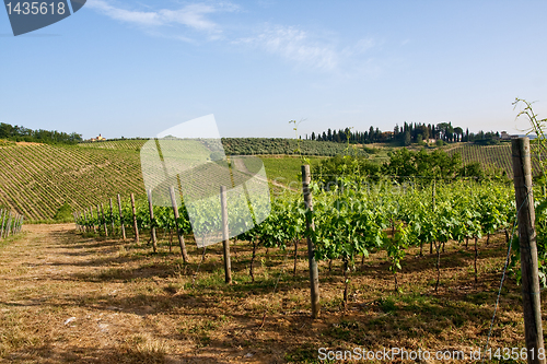 Image of Typical Tuscan landscape