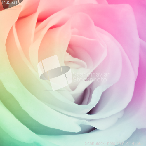 Image of multicolor rose