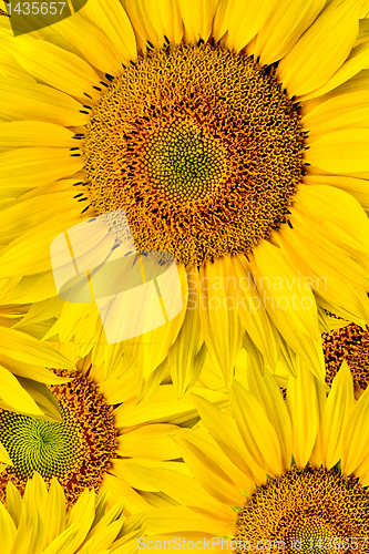 Image of sunflower background