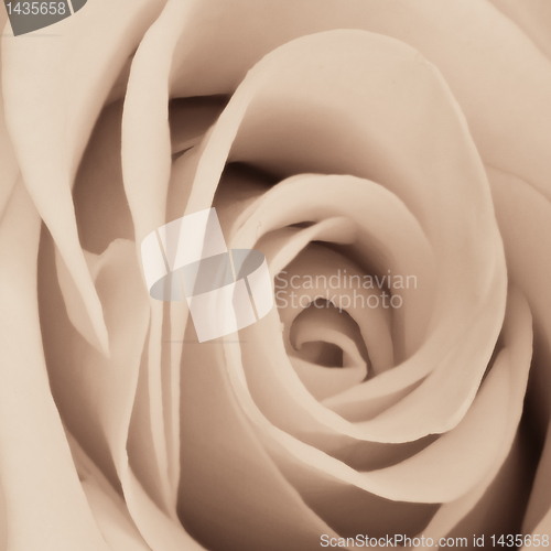 Image of white rose close up
