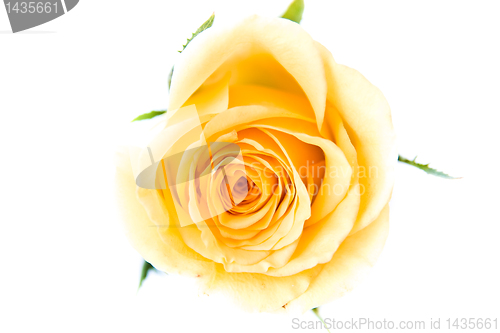Image of orange rose petals