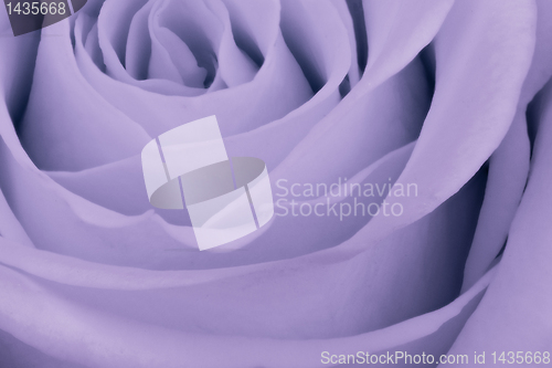 Image of violet rose close up