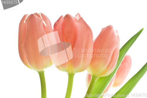 Image of orange tulips