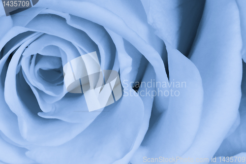 Image of blue rose close up