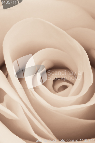 Image of white rose close up