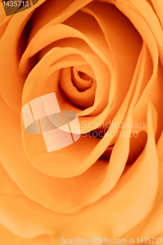 Image of orange rose close up