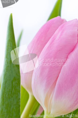 Image of pink tulips