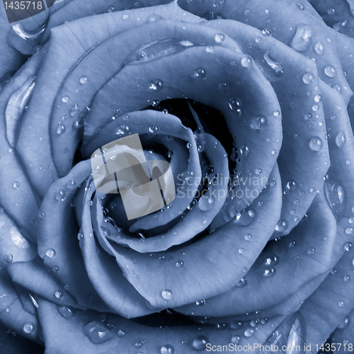 Image of blue rose