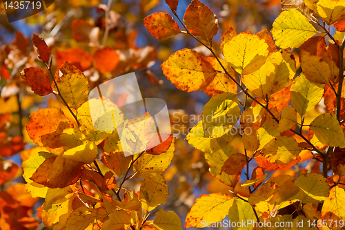 Image of autumn foliage