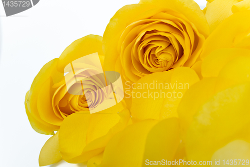 Image of yellow rose macro