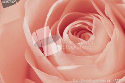 Image of pink rose macro