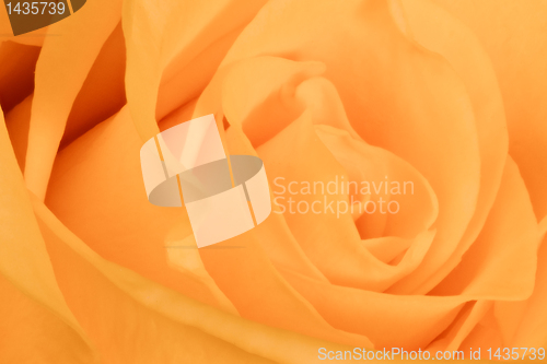 Image of orange rose close up