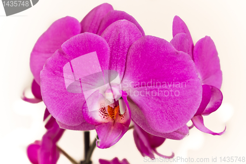 Image of pink orchid