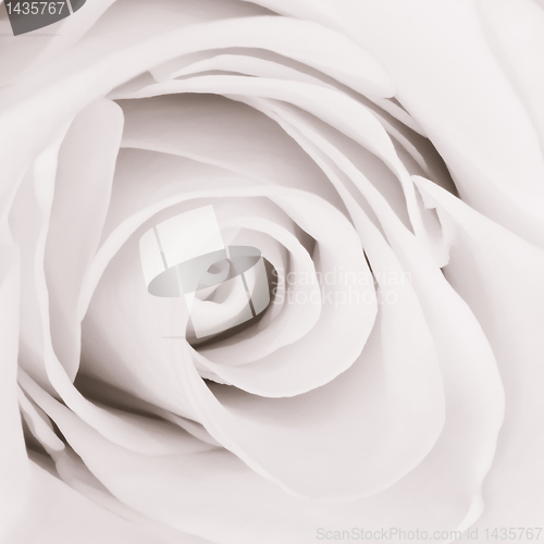 Image of white rose close up