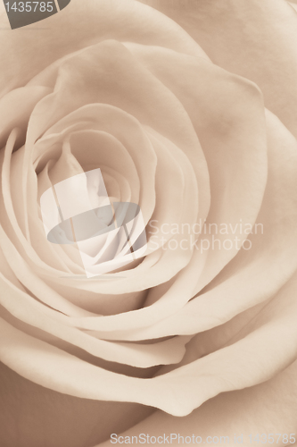 Image of white rose close up