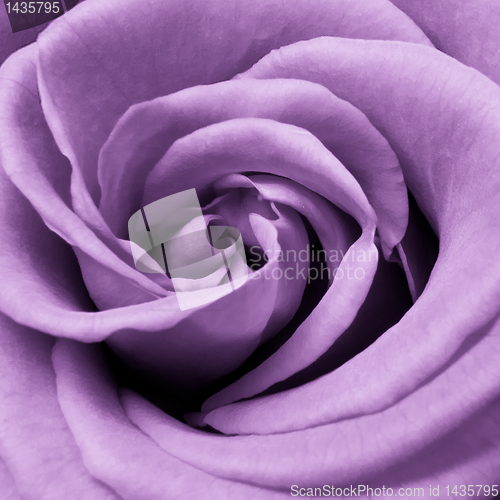 Image of violet rose