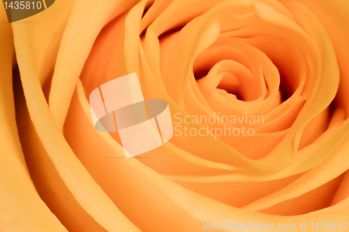 Image of orange rose close up