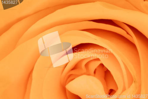 Image of orange rose close up