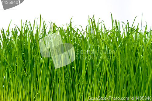 Image of green grass