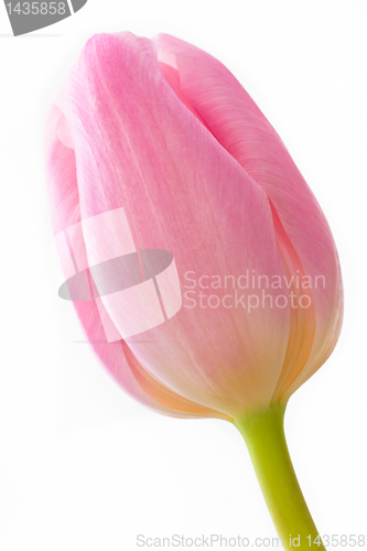 Image of pink tulips