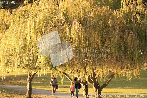 Image of Watch people walk by the golden trees