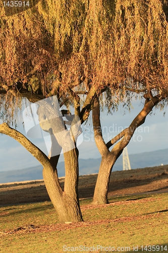 Image of two golden trees on a sunny day