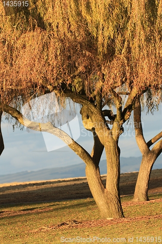 Image of Two Golden trees and a nearby mountain   